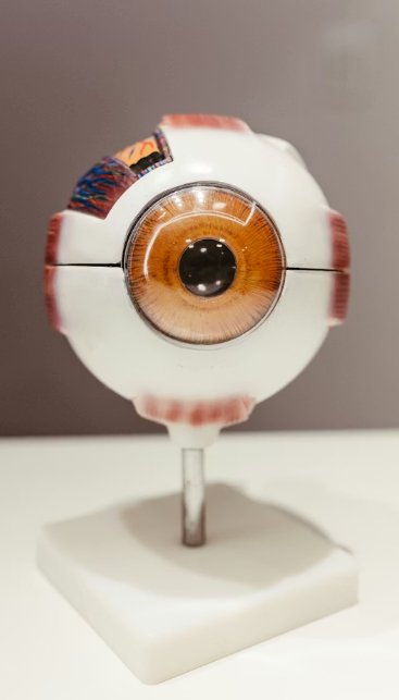 pupil dilation emotions research